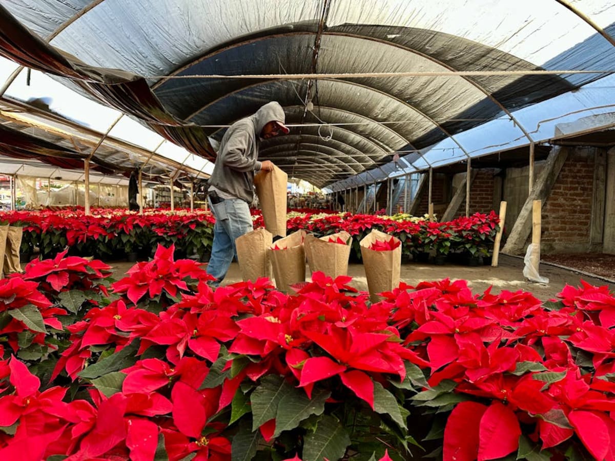 Flor de Nochebuena | Foto: pexels