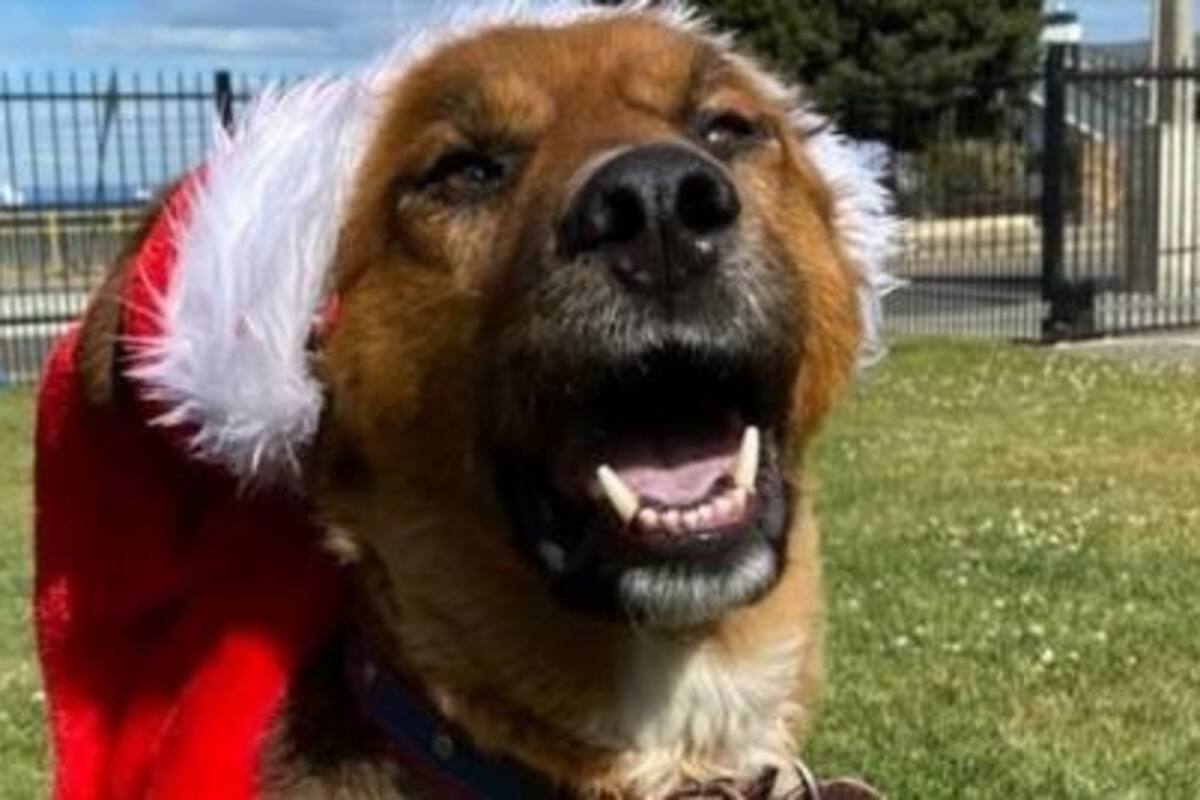 Viral: La mascota del presidente electo de Chile causa furor en las redes