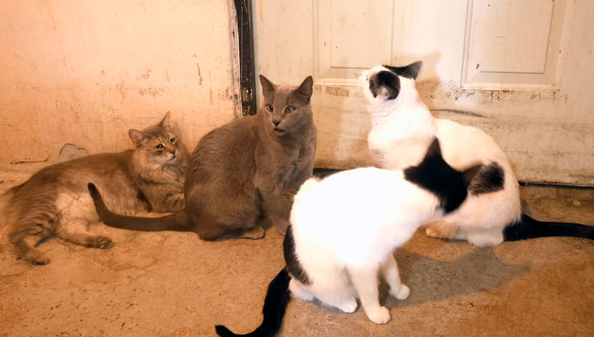 Esperanza García Valenzuela y su hija Wendy Elizabeth Ochoa García cuidan y alimentan a los gatitos en su hogar, en la colonia Villas del Sur.
