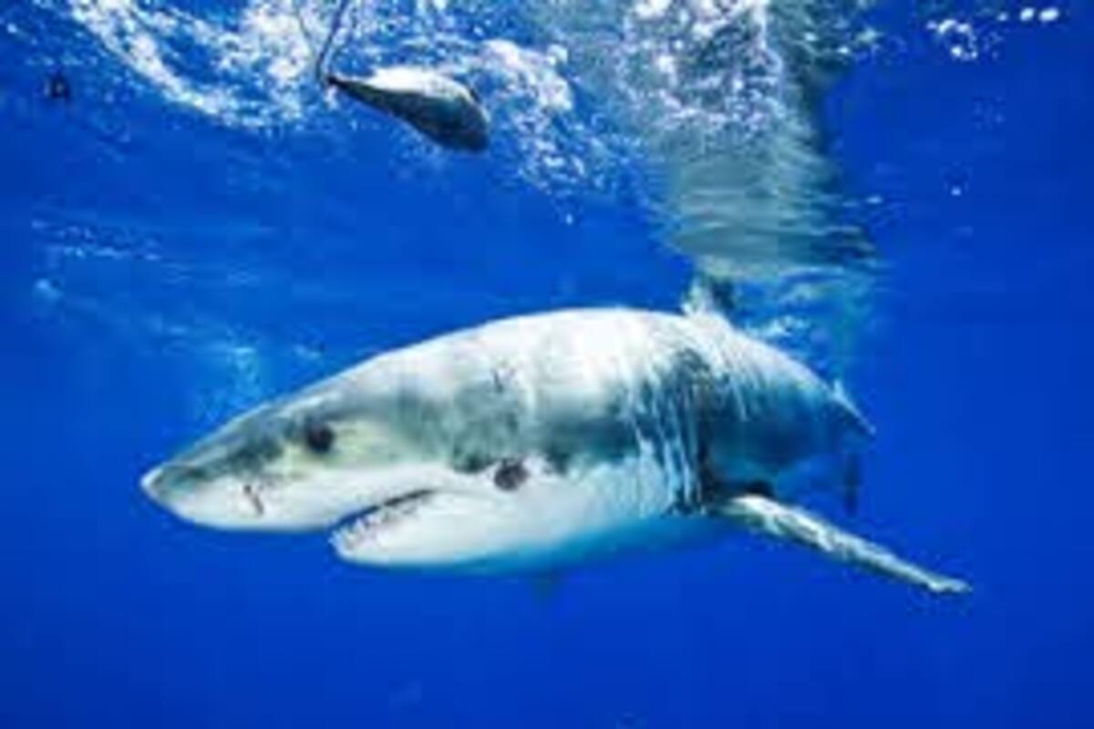 Encuentran a tiburón que brilla en la oscuridad