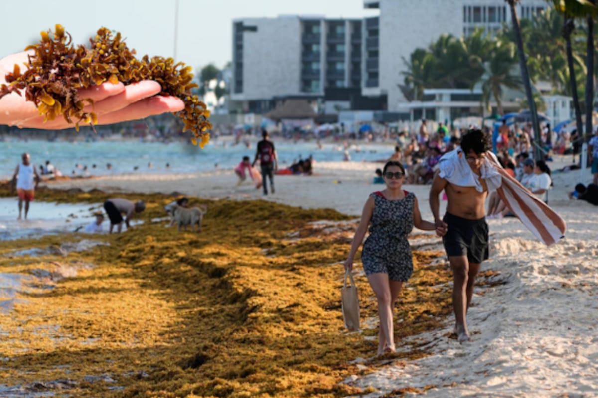 México destina más de 2 mil 600 millones de pesos para enfrentar el sargazo en el Caribe; 2026 registra cifras históricas