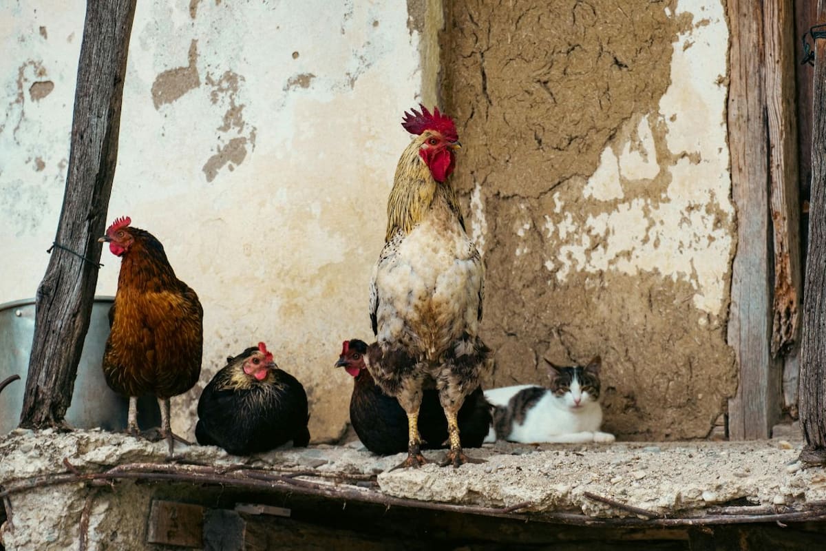 Protección y Bienestar Animal urge a dueños de gallinas y gatos proteger a sus mascotas este mes de octubre