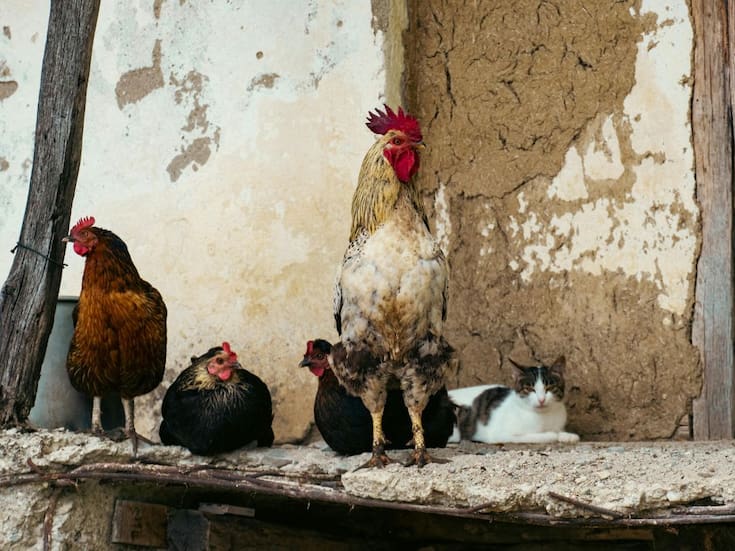 Protección y Bienestar Animal urge a dueños de gallinas y gatos proteger a sus mascotas este mes de octubre