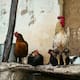 Protección y Bienestar Animal urge a dueños de gallinas y gatos proteger a sus mascotas este mes de octubre