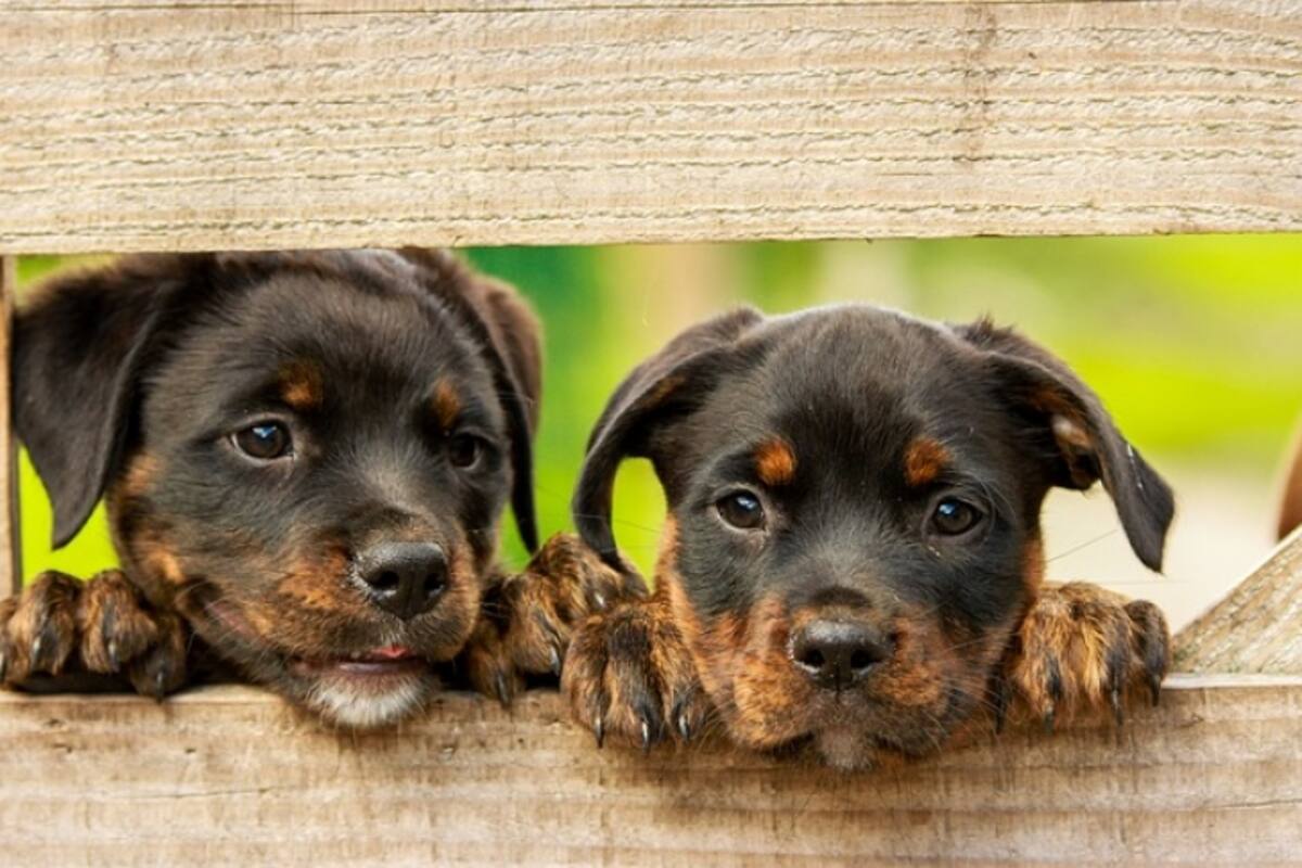 ¿Qué significan los ladridos de tu mascota?