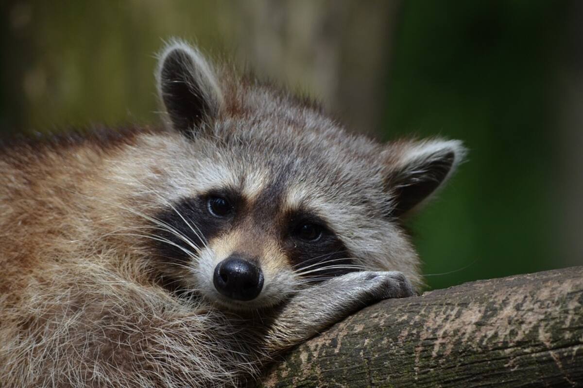 Una pareja tiene de mascota a un mapache y tierno video se vuelve popular en las redes sociales
