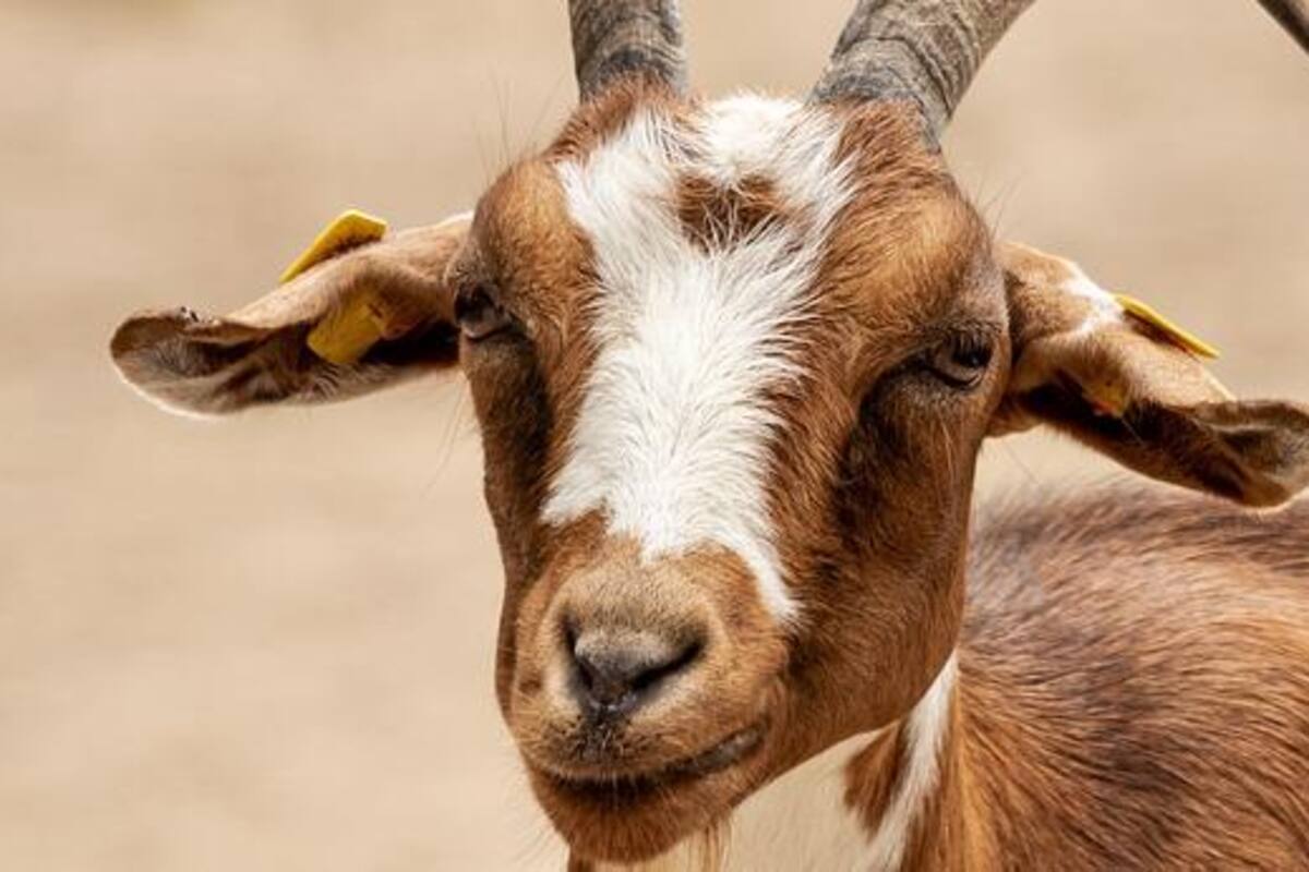 Cabra golpea a una mujer tras intentar tomarse una selfie