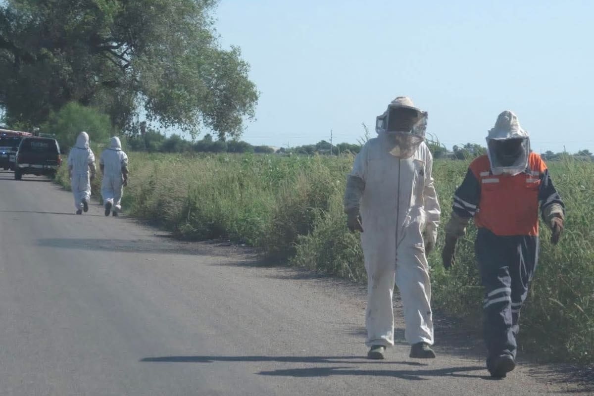 Apicultores solicitan al Ayuntamiento de Cajeme ofrecer servicio de retiro de enjambres