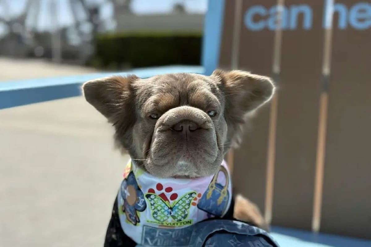 Paw Fest Experience reunirá a amantes de las mascotas con desfiles, concursos y actividades en Long Beach