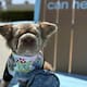 Paw Fest Experience reunirá a amantes de las mascotas con desfiles, concursos y actividades en Long Beach