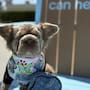 Paw Fest Experience reunirá a amantes de las mascotas con desfiles, concursos y actividades en Long Beach