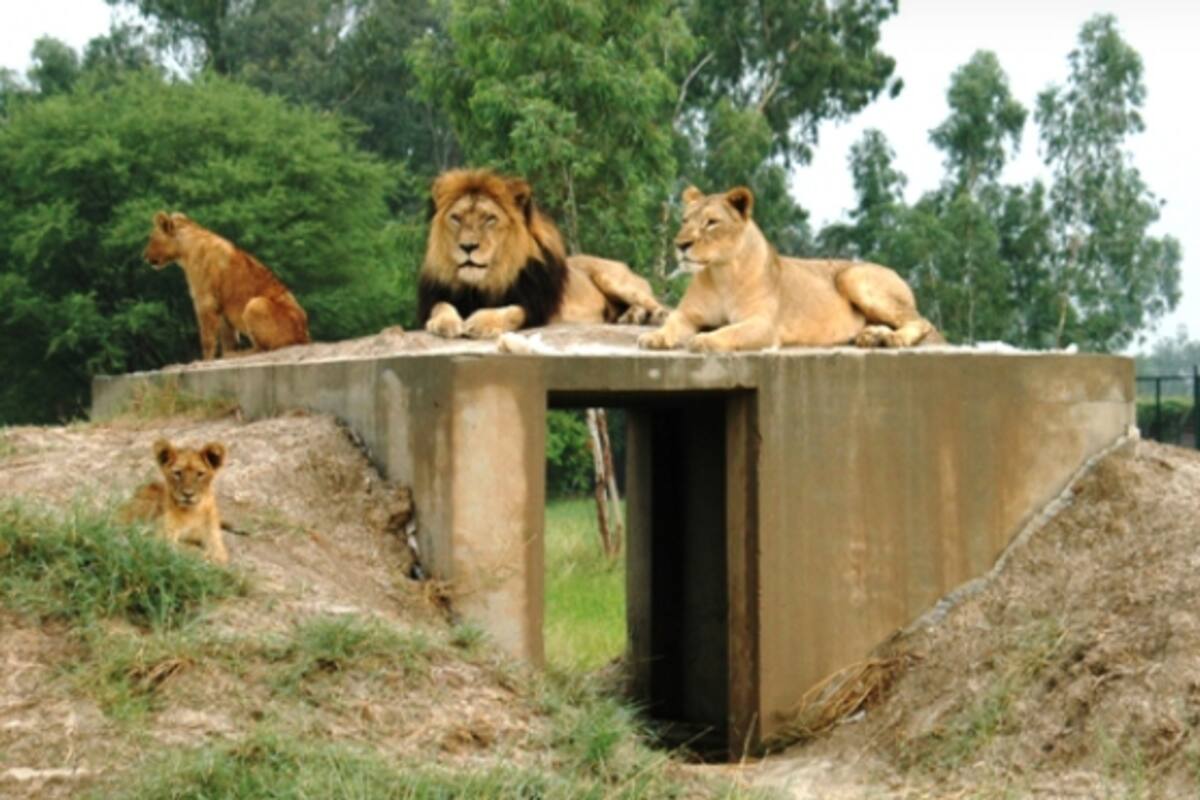 Un zoológico en Pakistán subastará una docena de leones