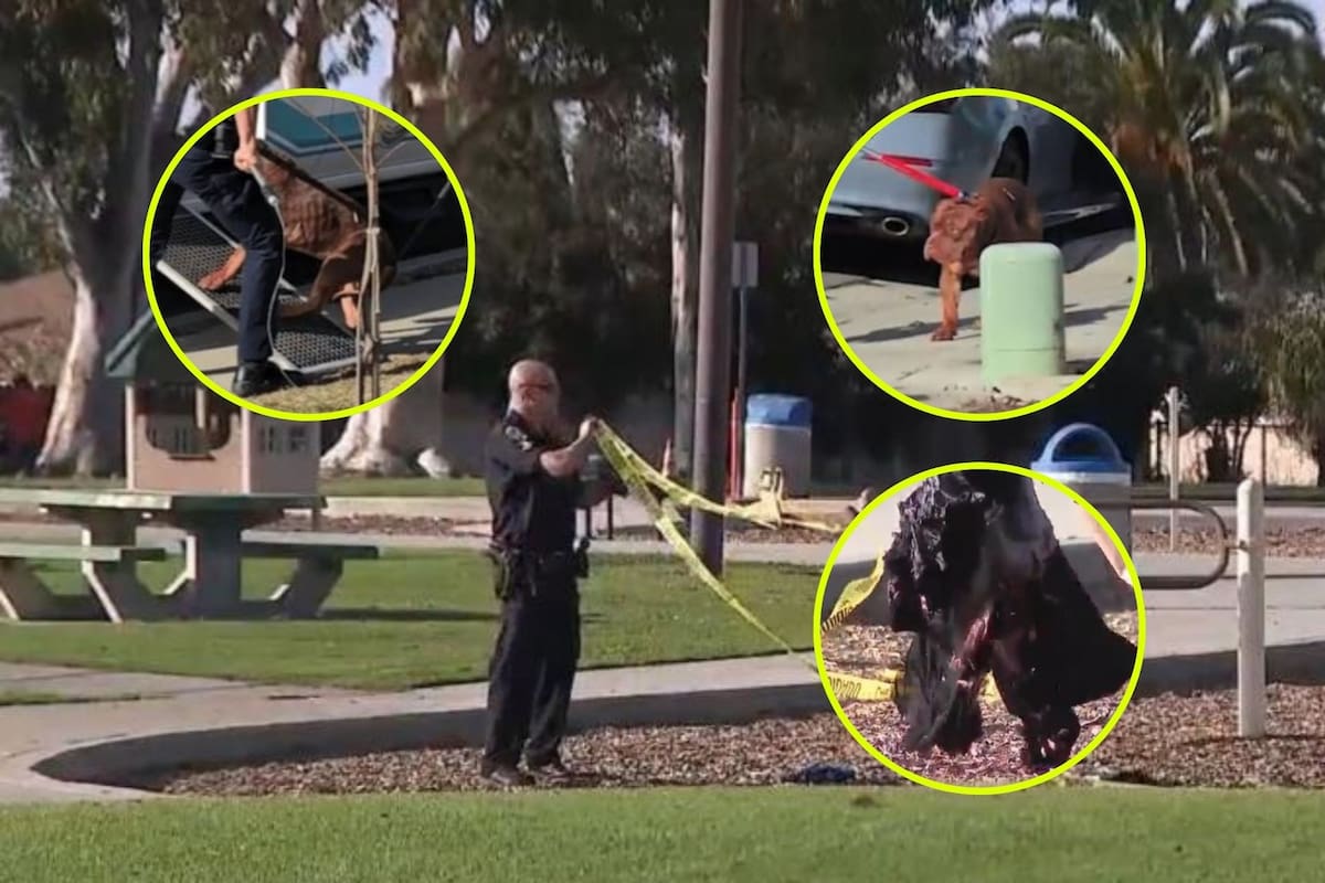 Hombre muere atacado por sus propios perros en un parque infantil en San Diego
