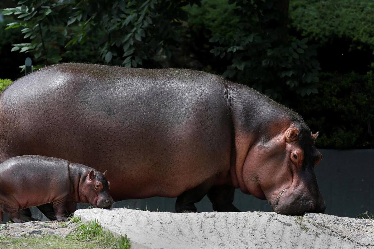 "Todo chiquito": Hipopótamo bebé de 50 kilos es la atracción principal del zoológico de Guadalajara