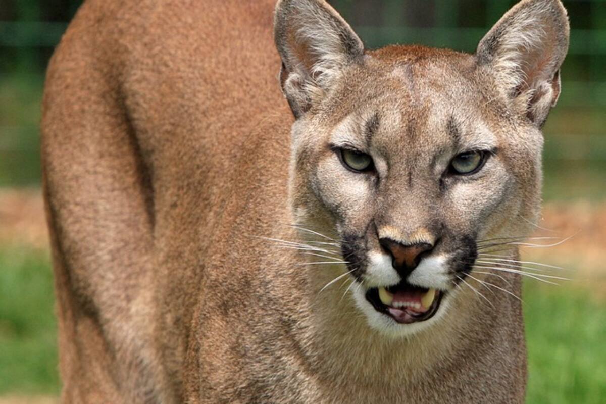 Puma se pasea por las calles de San Francisco