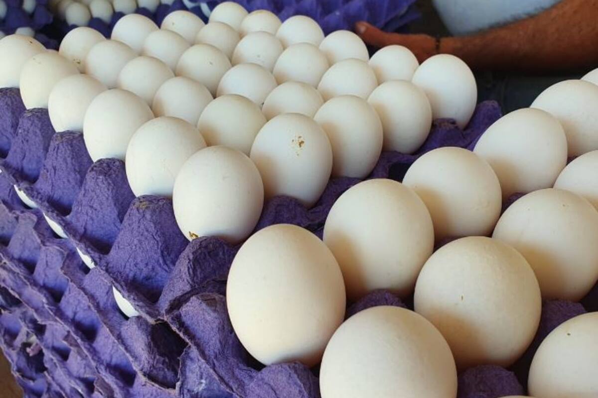 Está Sonora entre los estados líderes en producción de huevo