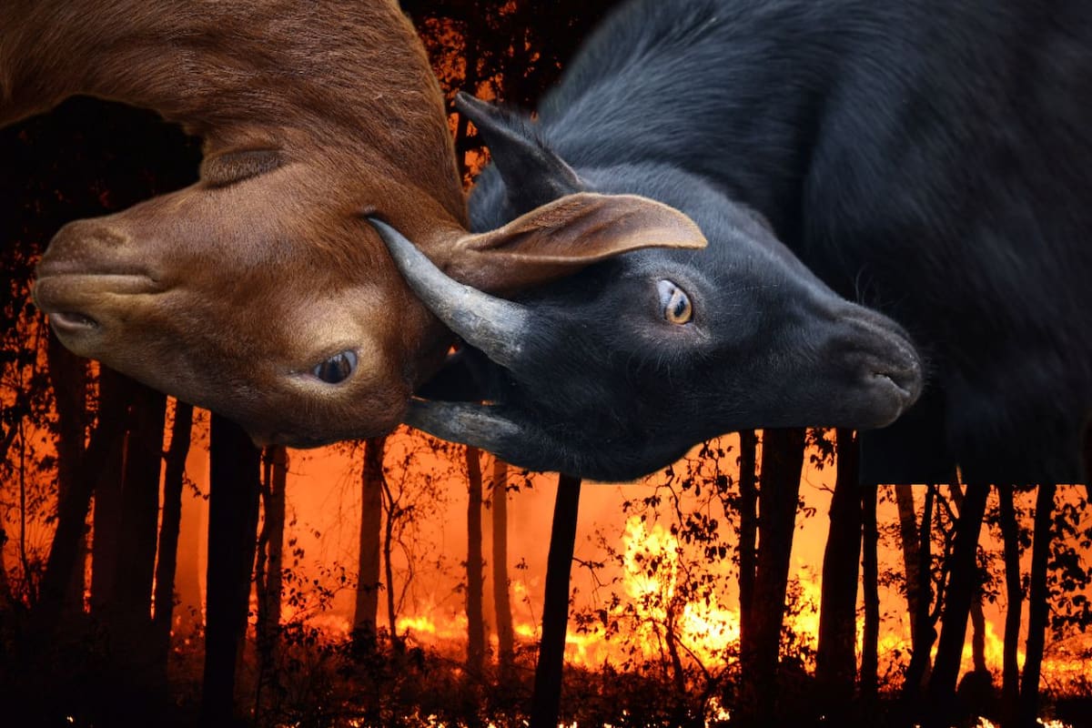 Cabras contra incendios: El ingenioso proyecto catalán que combate el fuego con pastoreo