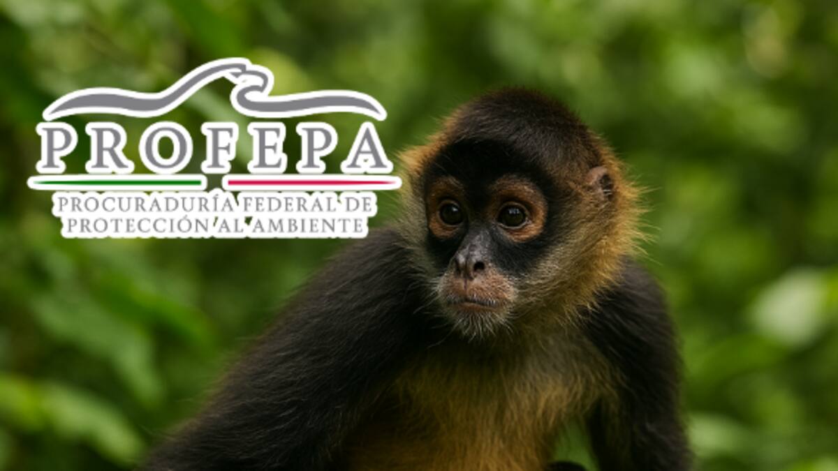 Lanzan protocolo para proteger a los primates en riesgo por fenómenos naturales