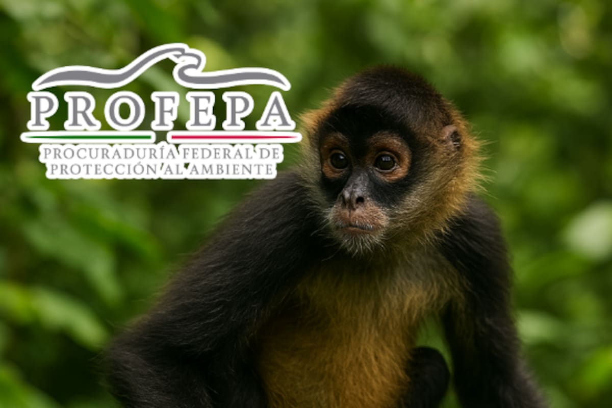 Lanzan protocolo para proteger a los primates en riesgo por fenómenos naturales