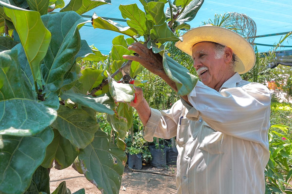 Flores que resisten el calor de Hermosillo