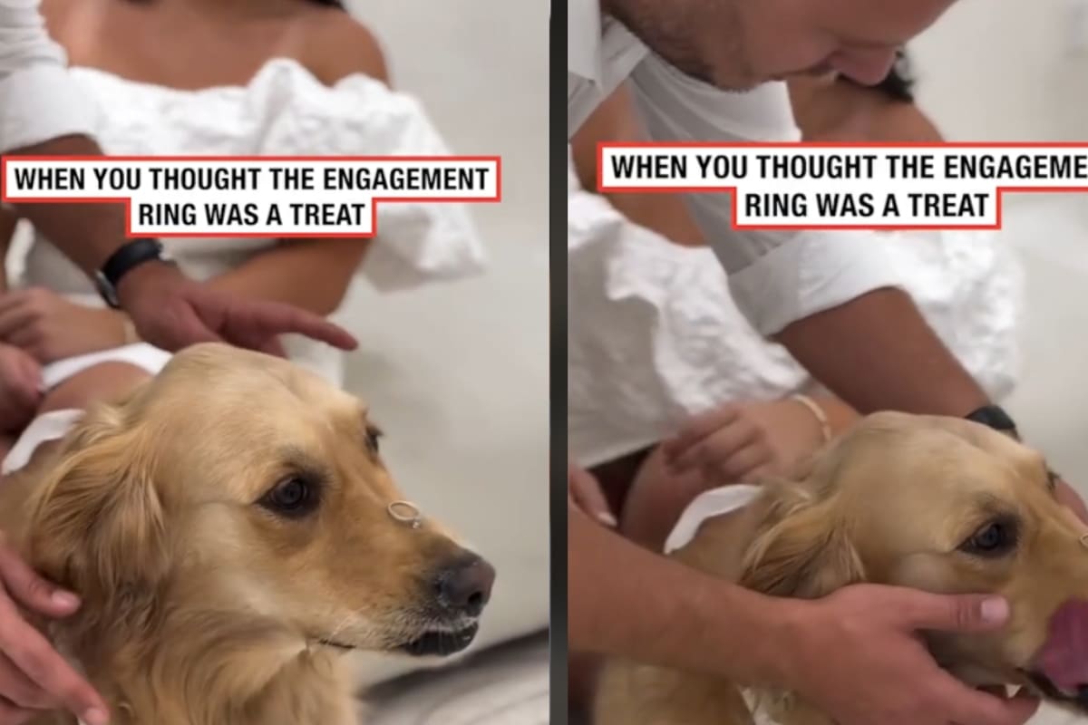 Perro iba a ser parte de la pedida de mano de una pareja, pero se traga el anillo de compromiso
