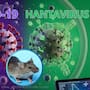 Una pandemia mundial por Hantavirus estaría descartada; “No es el nuevo Covid-19″ afirma la OMS