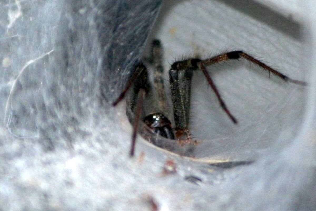 Parque de reptiles australiano recibe araña de embudo