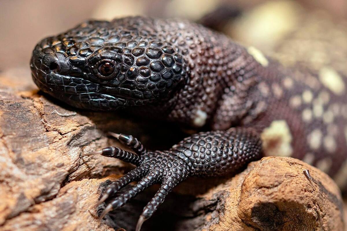 Nacen lagartos moteados mexicanos en zoológico de Polonia