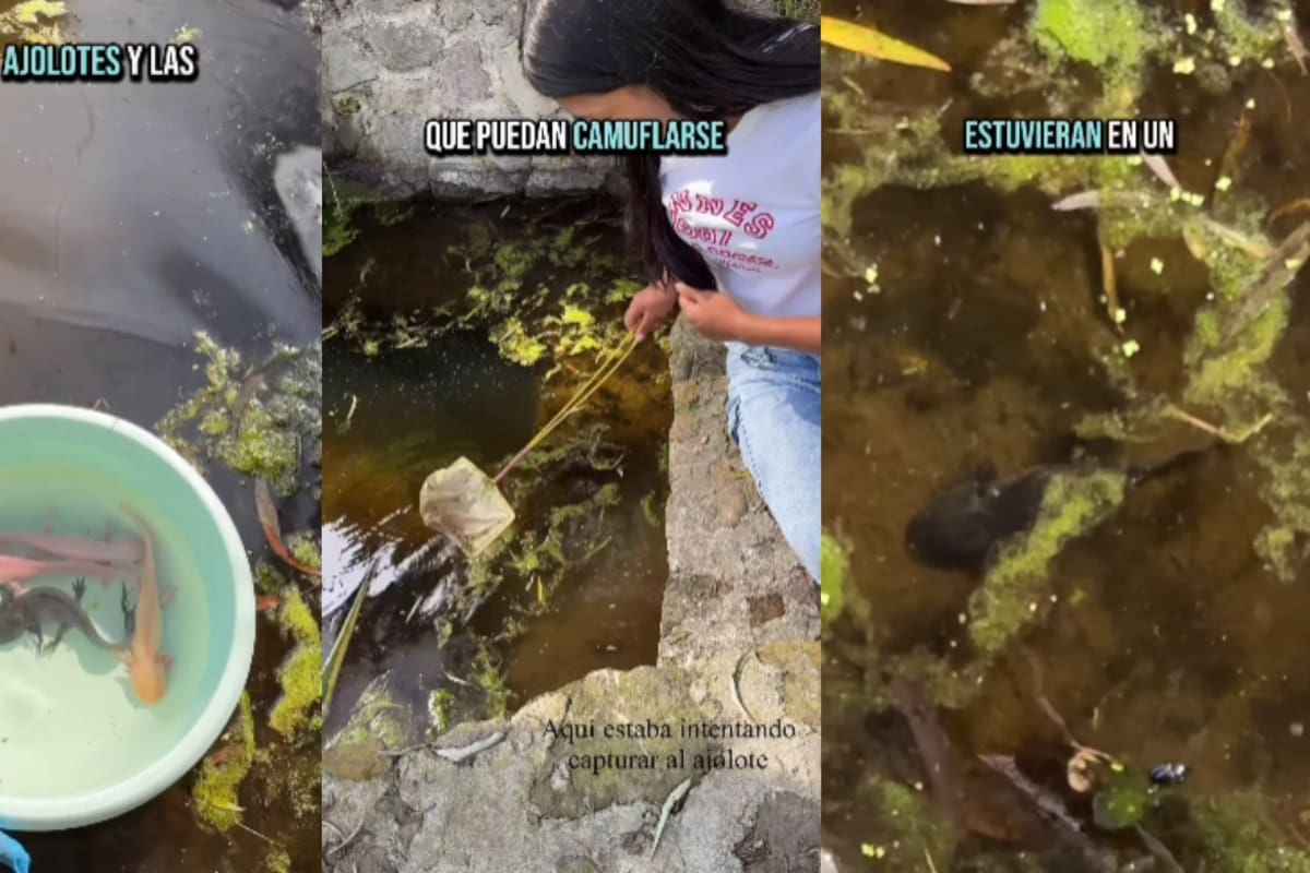 “Tienen estanques y buenos cuidados”: joven revela cómo es tener ajolotes como mascotas