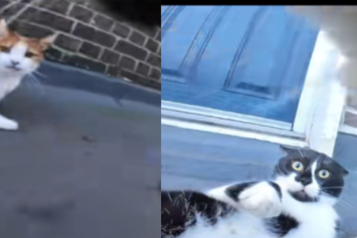 Un hombre descubre que su gato es el “bully del barrio” gracias a una cámara