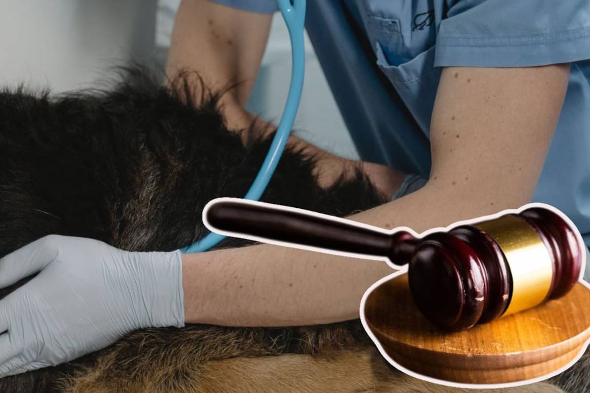 Apex, el perro que fue operado erróneamente de una extremidad en Florida; dueño demanda a veterinarios por negligencia