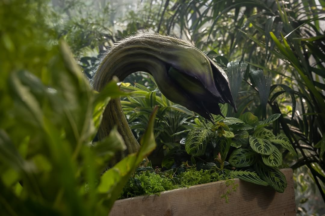 Earl, planta carnívora alienigena,