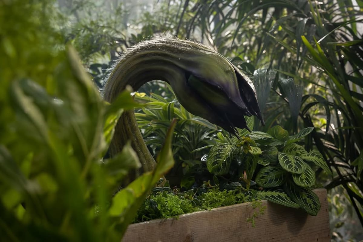 Earl, planta carnívora alienigena, "mascota" de Hal Jordan.(Foto: IG @greenlantern)