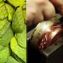 ¿La baba del nopal limpia el cobre? Mujer lo descubre por accidente y sorprende en redes