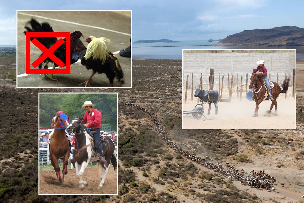 Causa polémica Ley de Protección Animal de Sonora, ¿En contra o a favor?