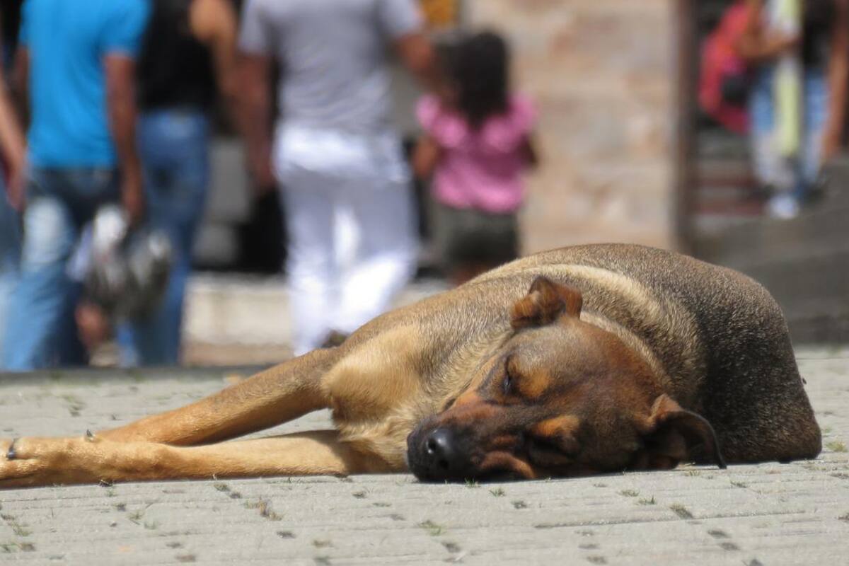 Hombre es detenido por mutilar a 2 perros en Guanajuato