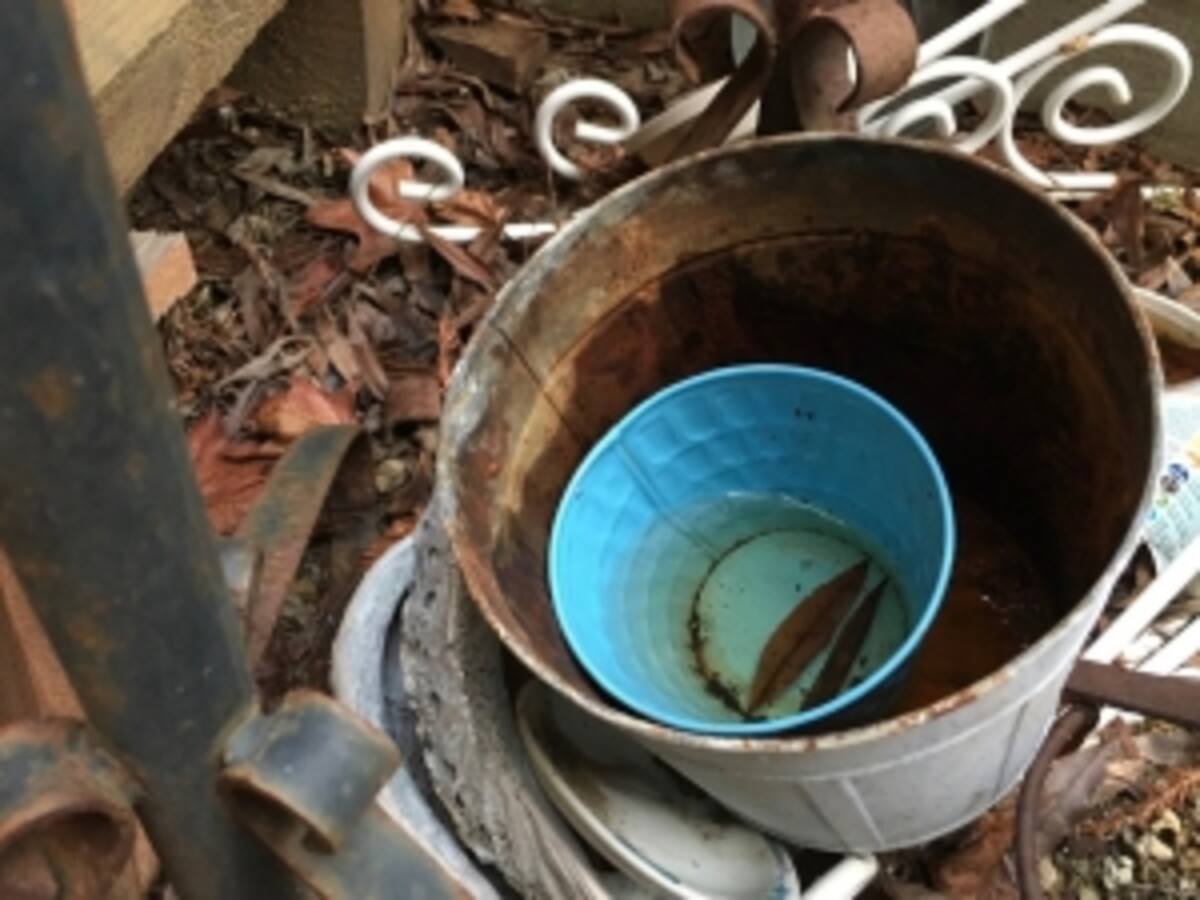 Preparan combate contra el virus del Nilo Occidental en San Diego