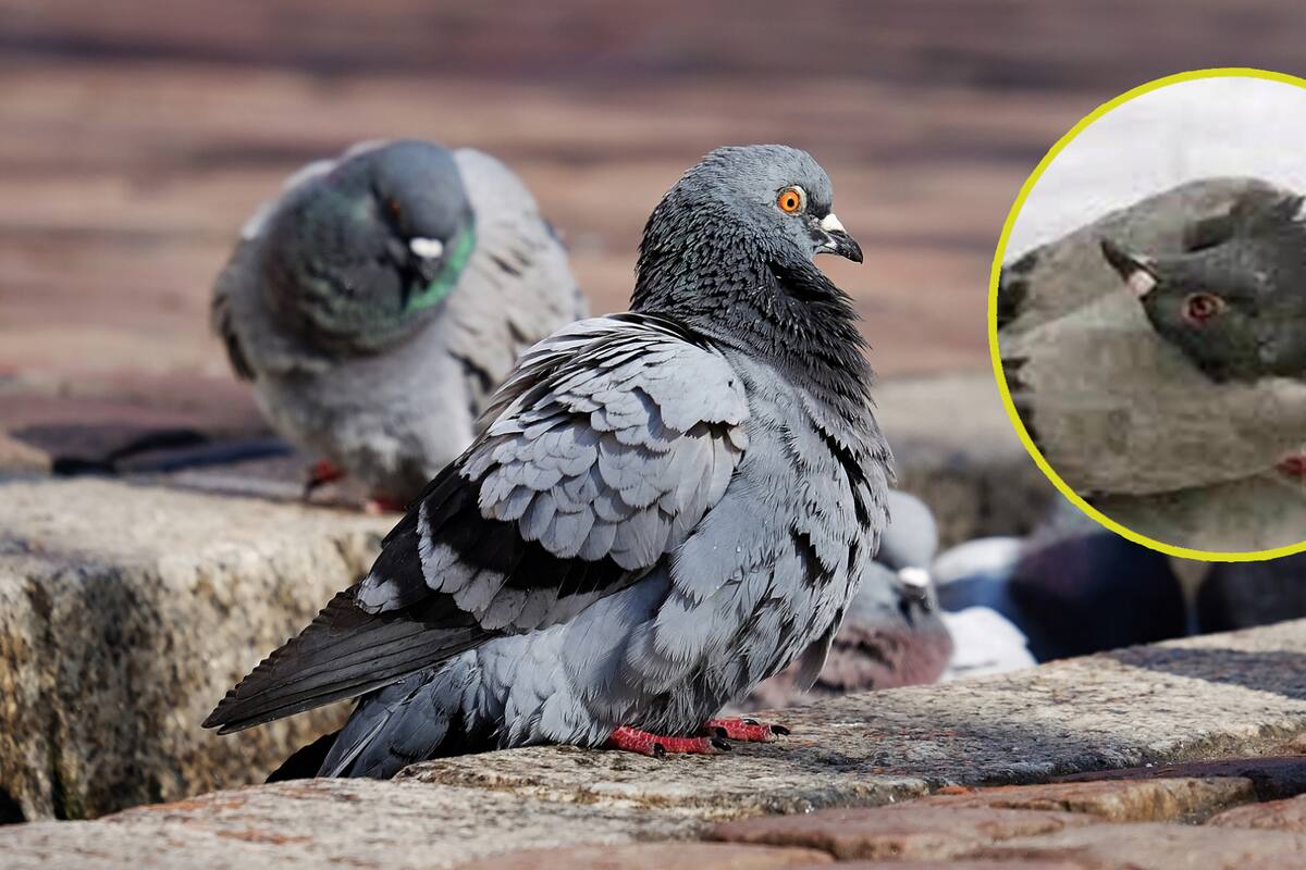 Pichones "zombis" caminan con cuello torcido por extraña enfermedad