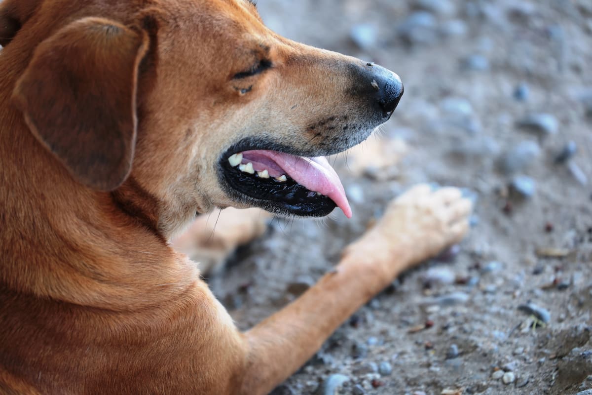 Inicia Itesca campaña de adopción para perros que habitan en sus instalaciones