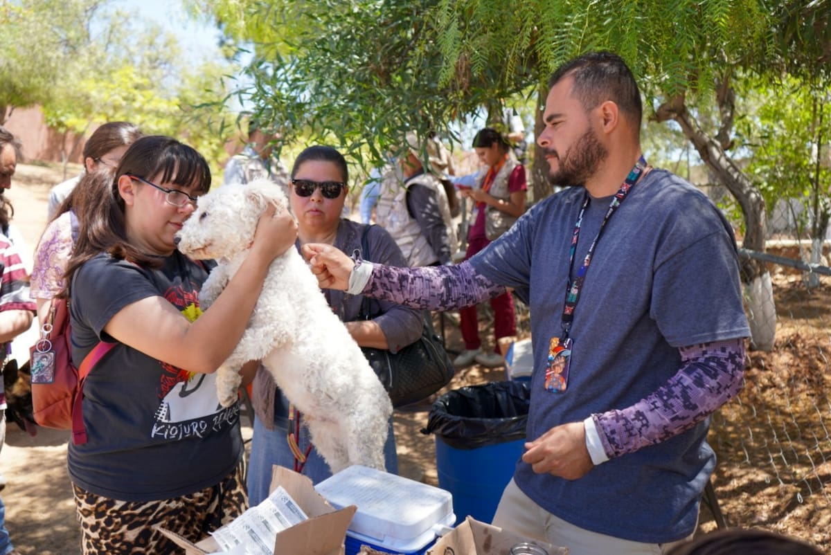 La enfermedad es transmitida por garrapatas que llegan a los seres humanos a través de los animales, por caminar descalzos en las calles, mal aseo personal o mala higiene en el hogar.