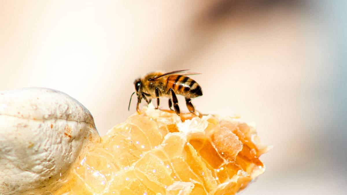 Millones de abejas mueren en Uruguay y autoridades investigan qué producto químico causó la mortandad masiva que afecta a siete regiones agrícolas poniendo en riesgo la producción de miel