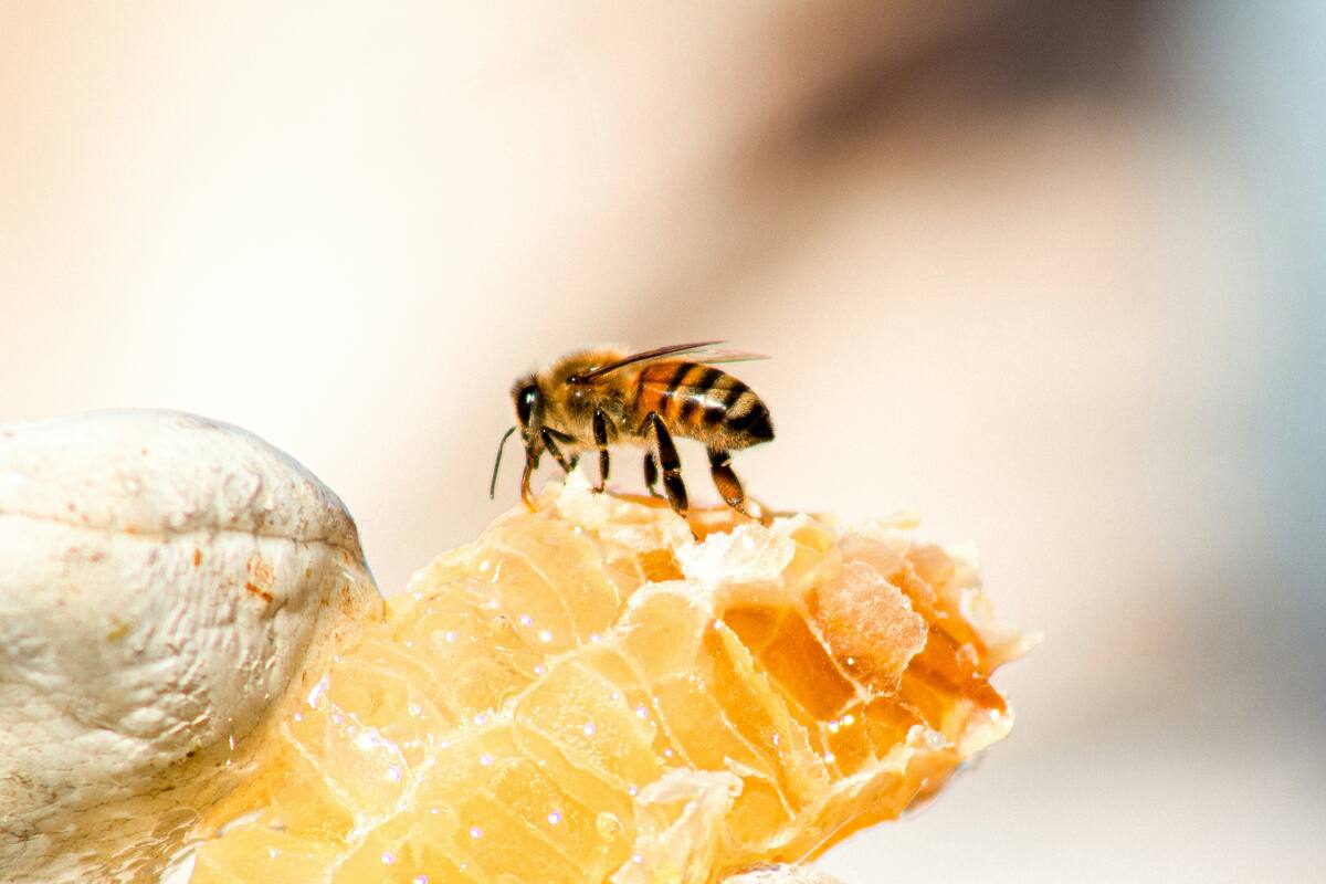 Estas son las propiedades curativas que desconocías de la miel de abeja