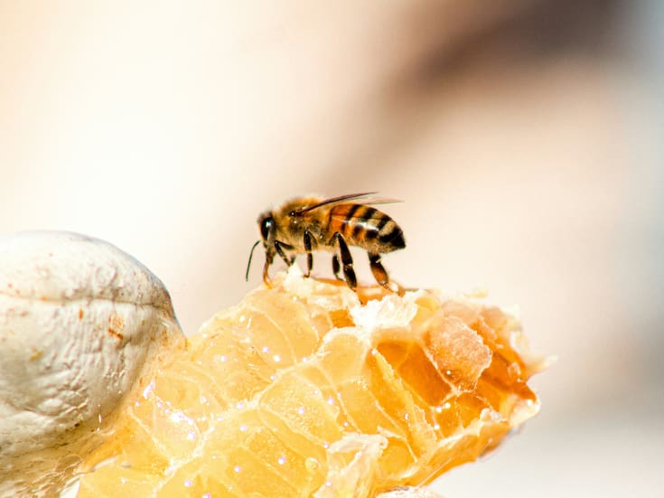 Millones de abejas mueren en Uruguay y autoridades investigan qué producto químico causó la mortandad masiva que afecta a siete regiones agrícolas poniendo en riesgo la producción de miel