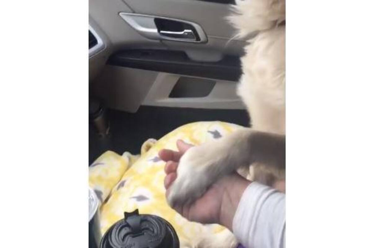 VIRAL: Perrita le da la mano a su nuevo dueño mientras llegan a su nuevo hogar