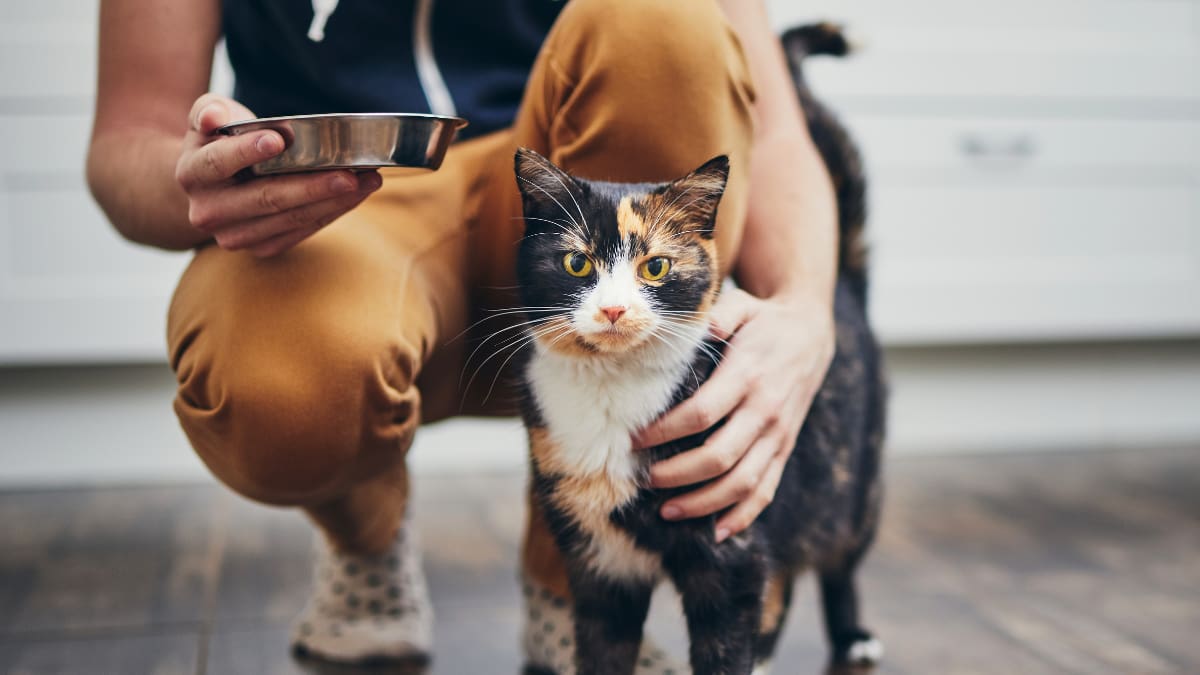 Una mujer de Texas pagó 25 mil dólares para clonar a su gata fallecida, pero descubrió que, aunque la mascota es 100% idéntica genéticamente, su personalidad es completamente diferente