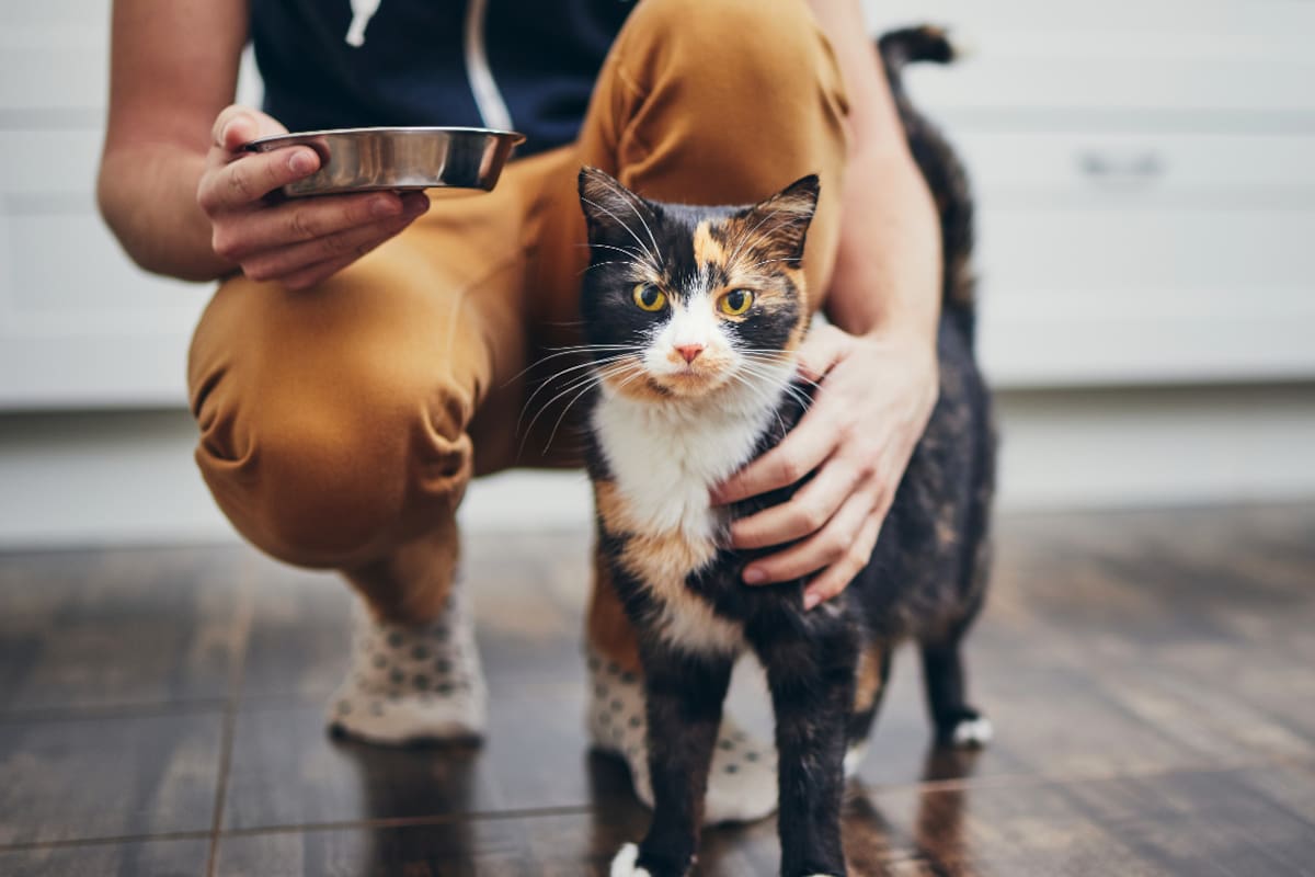 Una mujer de Texas pagó 25 mil dólares para clonar a su gata fallecida, pero descubrió que, aunque la mascota es 100% idéntica genéticamente, su personalidad es completamente diferente