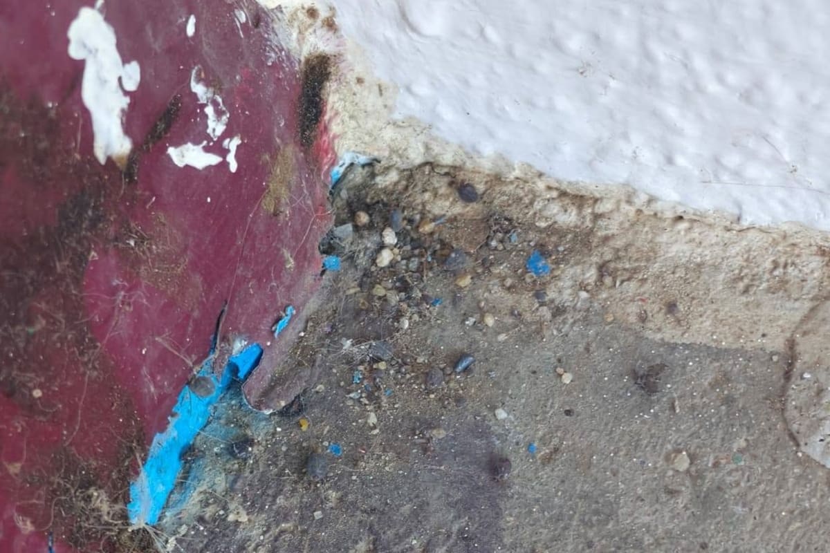Detectan garrapatas en escuela de Ensenada al iniciar clases