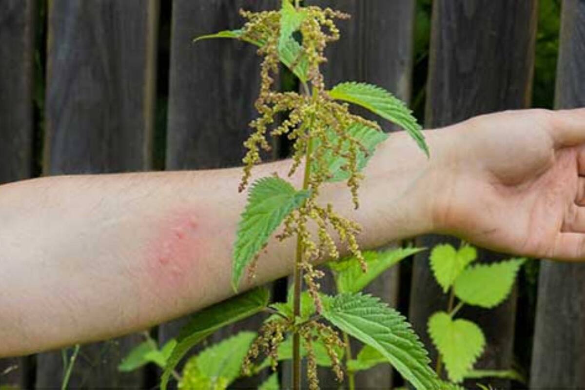 ¡Cuidado! Estas son las plantas más venenosas en todo el mundo