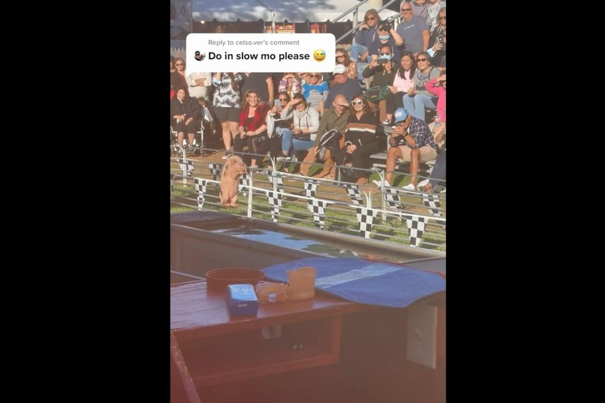 VIDEO TIKTOK: Cerdito realiza clavado en torneo de natación