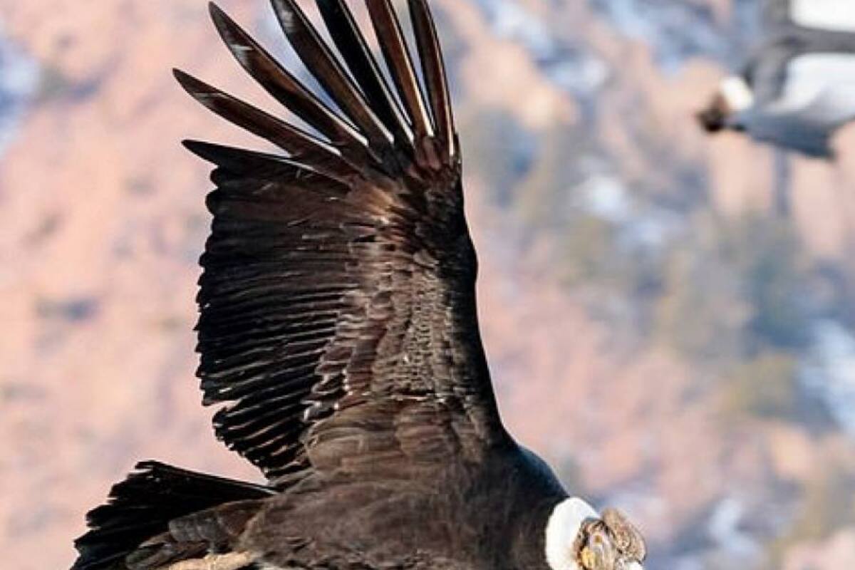 El cóndor andino puede recorrer 160 kilómetros sin realizar un solo aleteo
